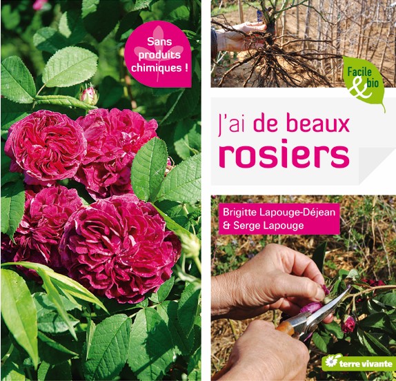 J’ai de beaux rosiers 5