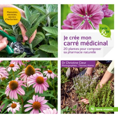 Anis vert : culture, bienfaits et recettes - Terre Vivante - Vertus des  plantes