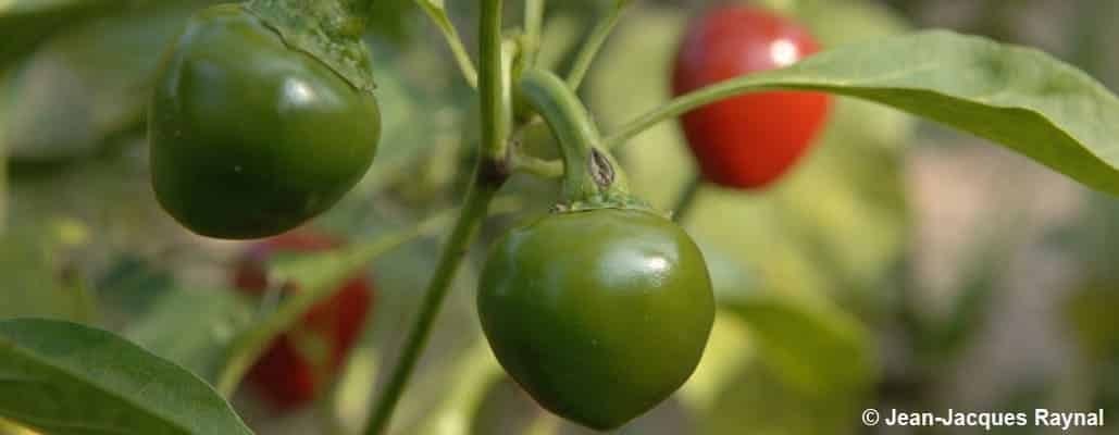 Jeunes poivrons rouges qui poussent