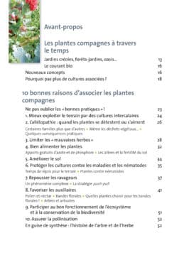 Plantes compagnes au potager bio 3