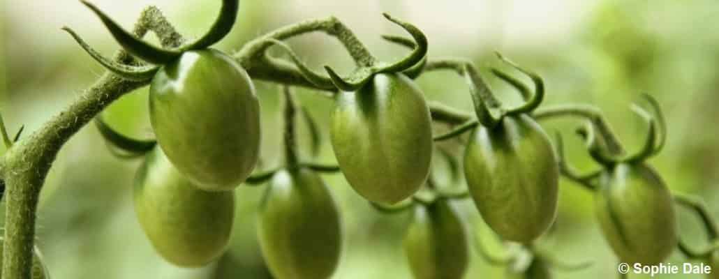 Grappe de tomates vertes