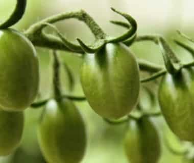 Grappe de tomates vertes