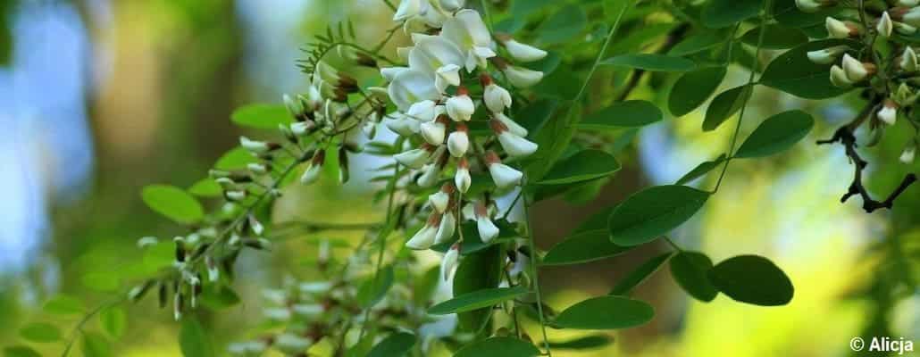 Fleurs blanches d'acacia et quelques feuilles