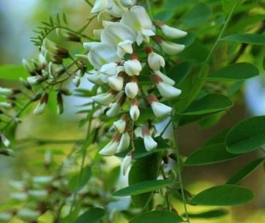 Fleurs blanches d'acacia et quelques feuilles