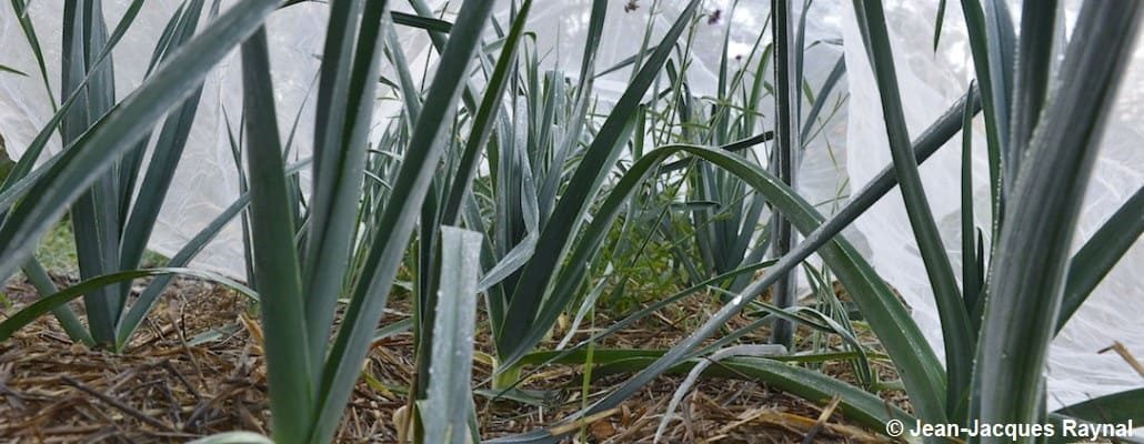 Poireaux du potager