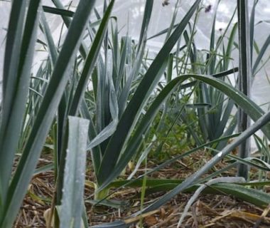 Poireaux du potager