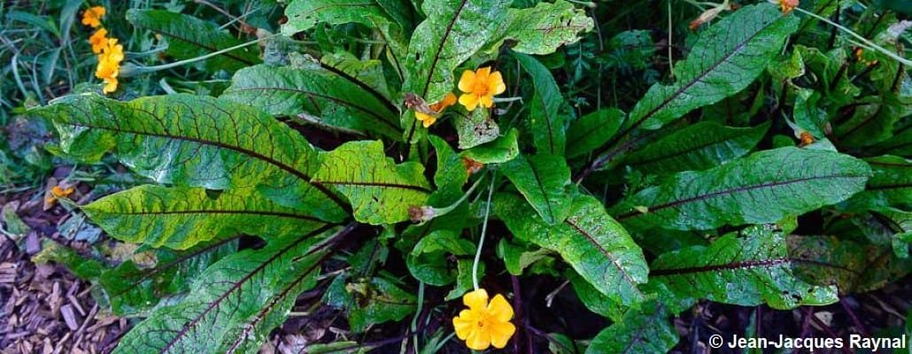 L'oseille sanguine du potager avec quelques fleurs jaunes