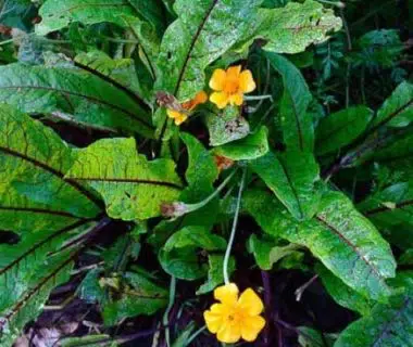 L'oseille sanguine du potager avec quelques fleurs jaunes