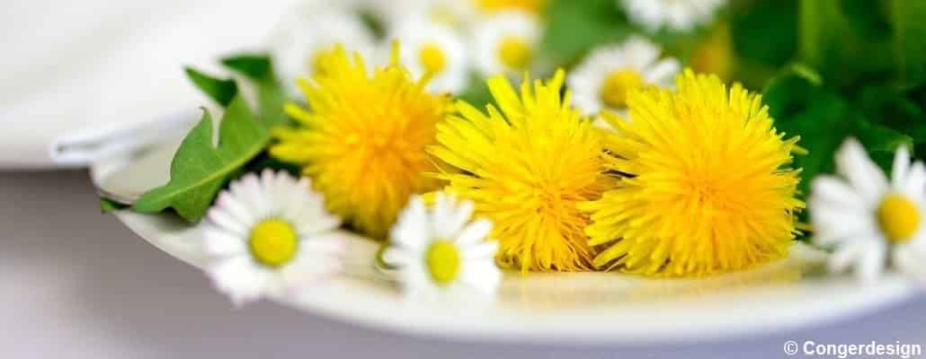 Assiette de pissenlits et pousses du jardin