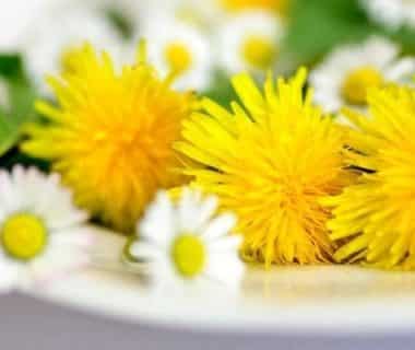 Assiette de pissenlits et pousses du jardin