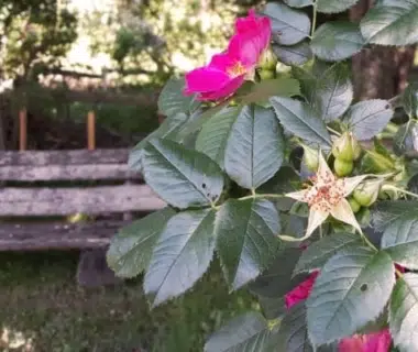 Comment construire un banc de jardin en bois ?