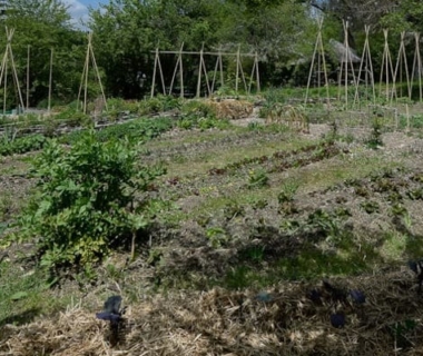 Vue générale sur le potager