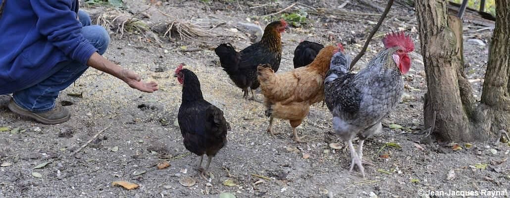 Plusieurs poules (noires, marrons, grises) et une main tendue vers elles