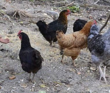 Plusieurs poules (noires, marrons, grises) et une main tendue vers elles