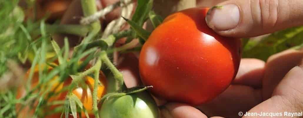 En vidéo : la tomate je peux la semer ou la planter