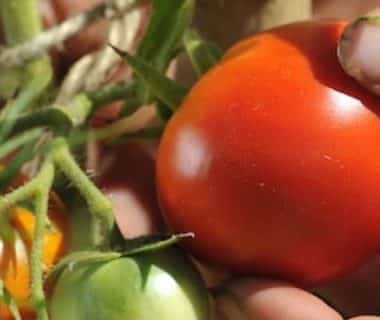 En vidéo : la tomate je peux la semer ou la planter