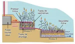 Schéma montrant le fonctionnement d'un lit vertical planté de roseaux
