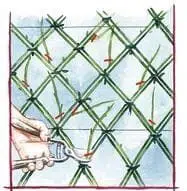 Dessin d'une taille de l'osier au ras de la structure au sécateur