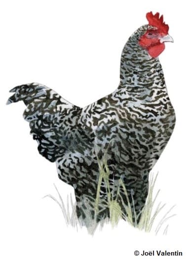 Dessin d'une poule noir et blanche : la Coucou de Rennes