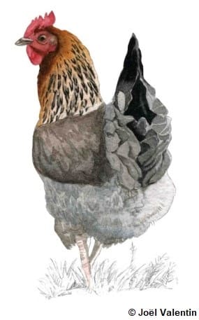 Dessin d'une poule Marans