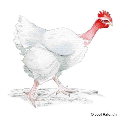 Dessin d'une poule Cou nu du Forez