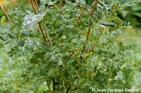 Plante d'acajou avec des perles d'eau sur les feuilles