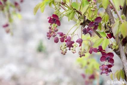 La forêt jardinée : strate arbustive basse 1