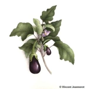 Aubergine