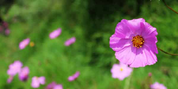 5 fleurs qui favorisent la biodiversité 1