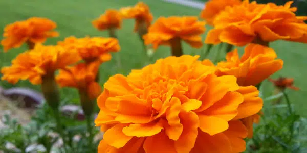 5 fleurs qui favorisent la biodiversité