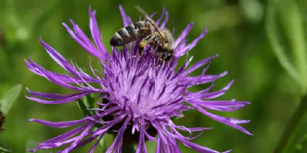 La centaurée, visitée par une abeille.