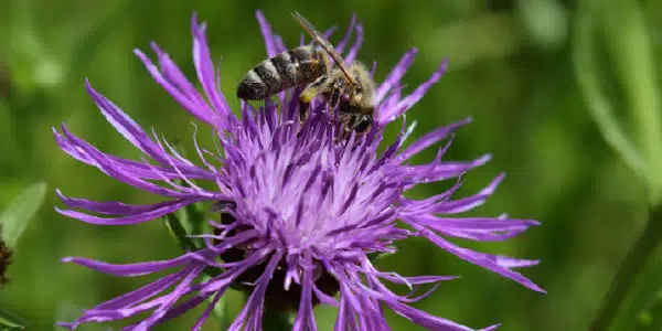 La centaurée, visitée par une abeille.