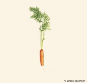 Dessin d'une carotte
