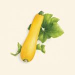 Dessin d'une courgette jaune avec des feuilles