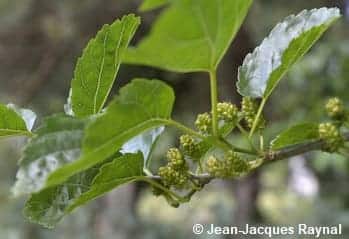 Petite branche de mûrier et ses feuilles vertes