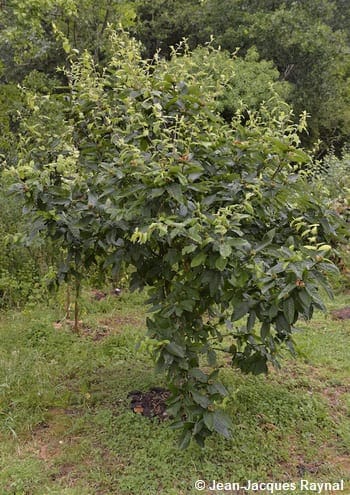 Mespilus germanica ou néflier, cet arbre fruitier