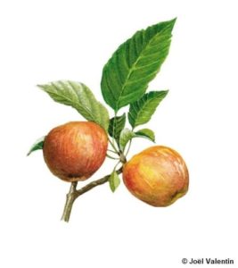 La pomme : bienfaits et culture