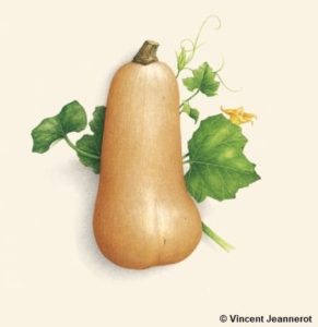 Les courges du jardin : citrouilles, potirons et autres