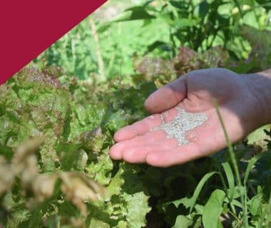 Récolter ses graines de salade