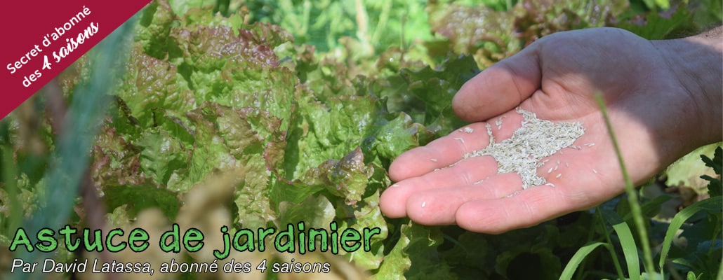 Récolter ses graines de salade 1