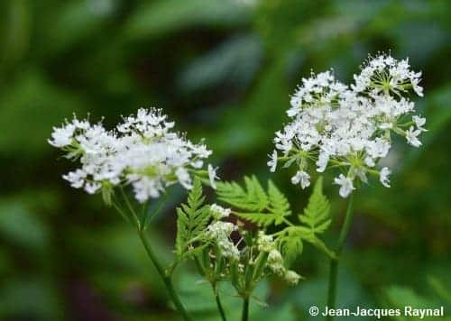 Petite plante aux fleurs blanches, le cerfeuil musqué