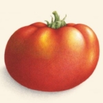 Tomate