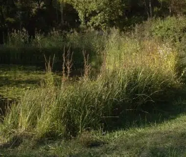 Mare de Terre vivante avec quelques plantes aquatiques