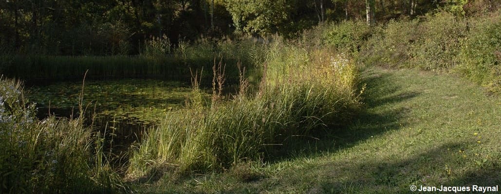 Mare de Terre vivante avec quelques plantes aquatiques