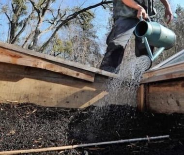 Arroser les plants dans le châssis