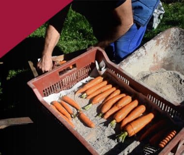 Conserver les légumes en silo pour l'hiver