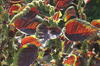 Graines Amaranthe à feuille rouge bio - Kokopelli 2
