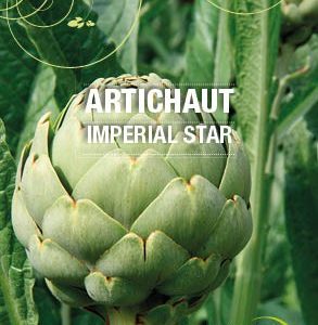 Graines Artichaut Imperial Star bio - Essembio