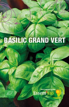 Semences bio et reproductibles de Basilic Grand vert