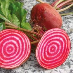 Graines Betterave rouge Di Chioggia bio - Graines del pais 1